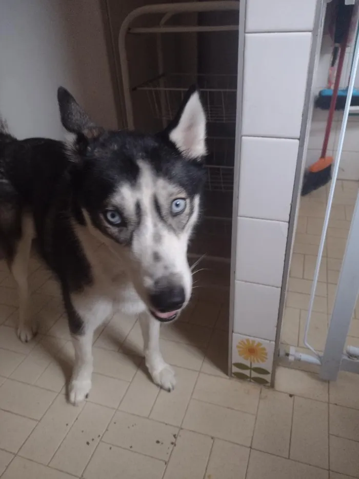 Cachorro raça SRD-ViraLata idade 4 anos nome zoe