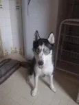zoe