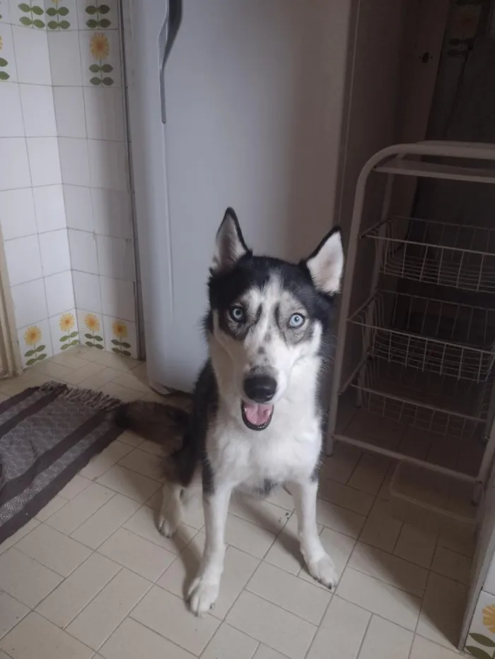 Cachorro raça SRD-ViraLata idade 4 anos nome zoe