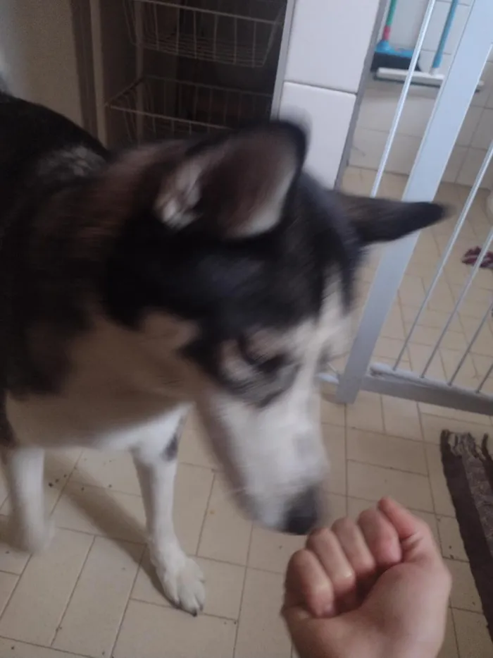 Cachorro raça SRD-ViraLata idade 4 anos nome zoe