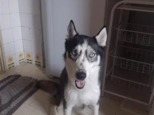 Cachorro raça SRD-ViraLata idade 4 anos nome zoe