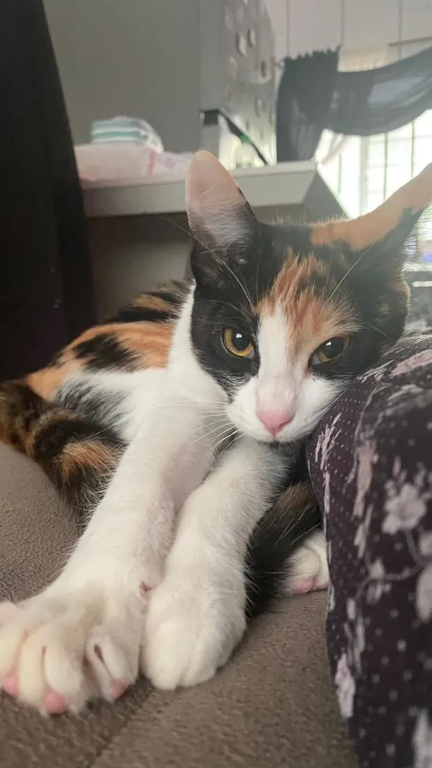 Gato raça SRD-ViraLata idade 7 a 11 meses nome Mel
