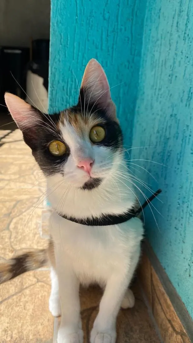 Gato raça SRD-ViraLata idade 7 a 11 meses nome Mel