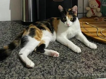 Gato raça SRD-ViraLata idade 7 a 11 meses nome Mel