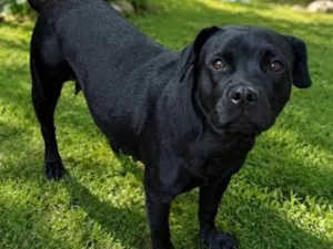 Cachorro raça SRD-ViraLata idade 1 ano nome Baronesa