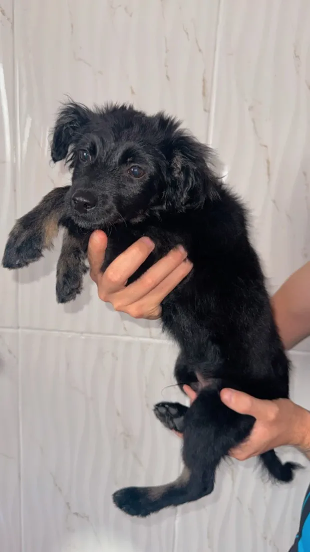 Cachorro raça SRD-ViraLata idade 2 a 6 meses nome Batman