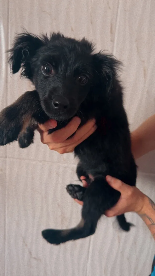 Cachorro raça SRD-ViraLata idade 2 a 6 meses nome Batman