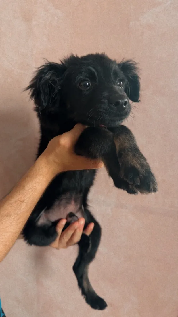 Cachorro raça SRD-ViraLata idade 2 a 6 meses nome Batman