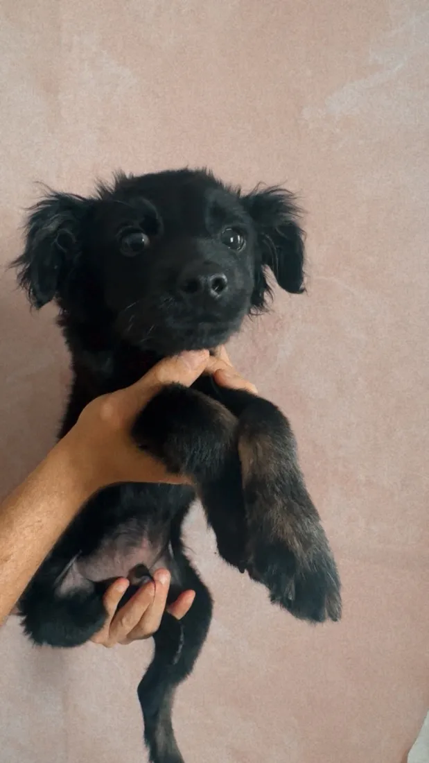 Cachorro raça SRD-ViraLata idade 2 a 6 meses nome Batman
