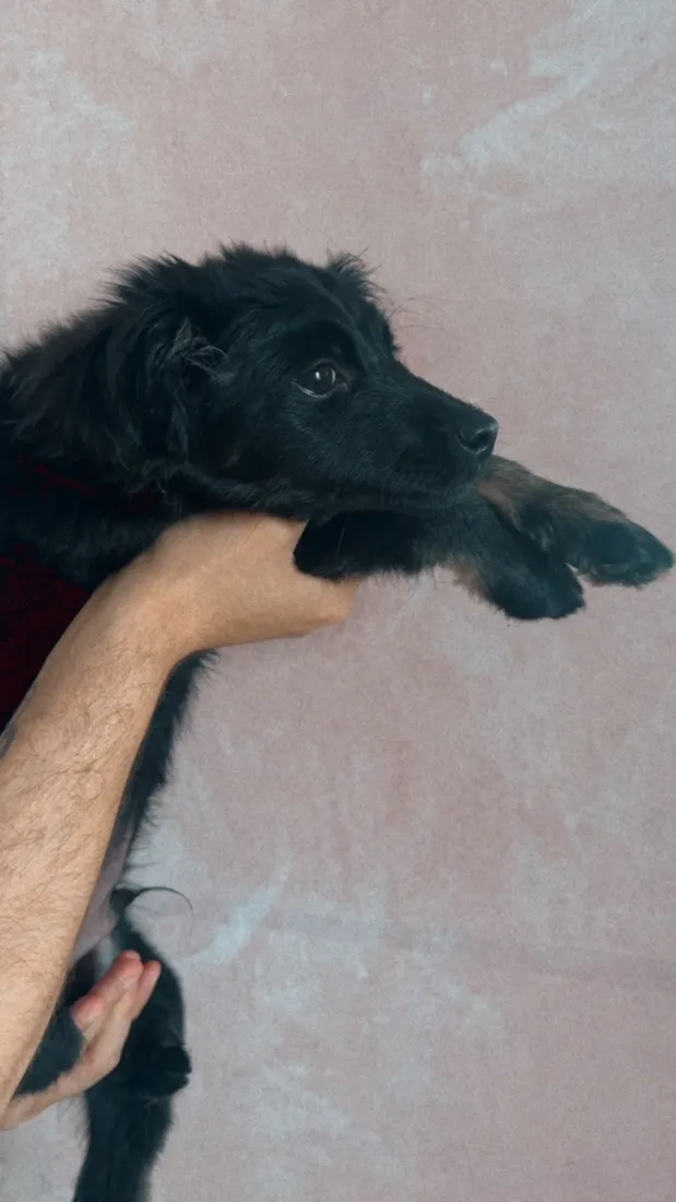 Cachorro raça SRD-ViraLata idade 2 a 6 meses nome Batman