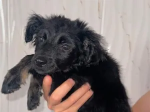 Cachorro raça SRD-ViraLata idade 2 a 6 meses nome Batman