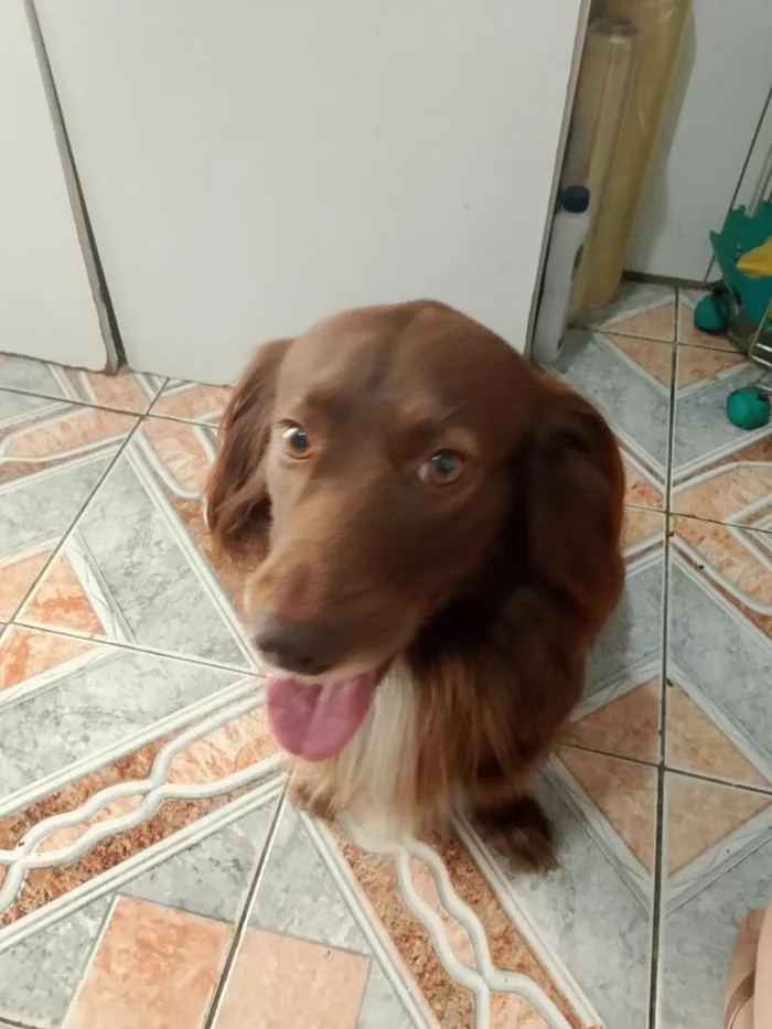 Cachorro raça SRD-ViraLata idade 4 anos nome Marley 