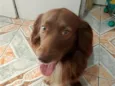 Marley 
