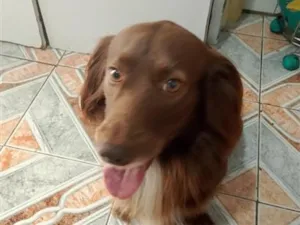 Cachorro raça SRD-ViraLata idade 4 anos nome Marley 