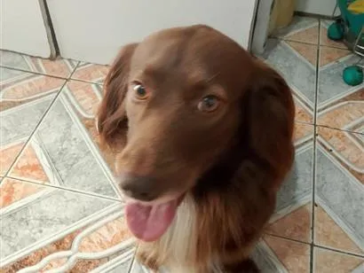 Cachorro raça SRD-ViraLata idade 4 anos nome Marley 