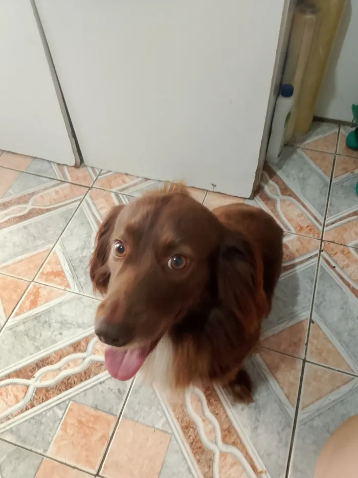Cachorro raça SRD-ViraLata idade 4 anos nome Marley 