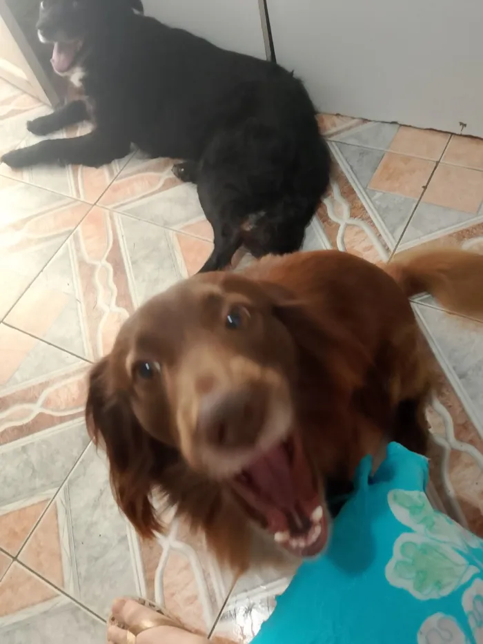 Cachorro raça SRD-ViraLata idade 4 anos nome Marley 