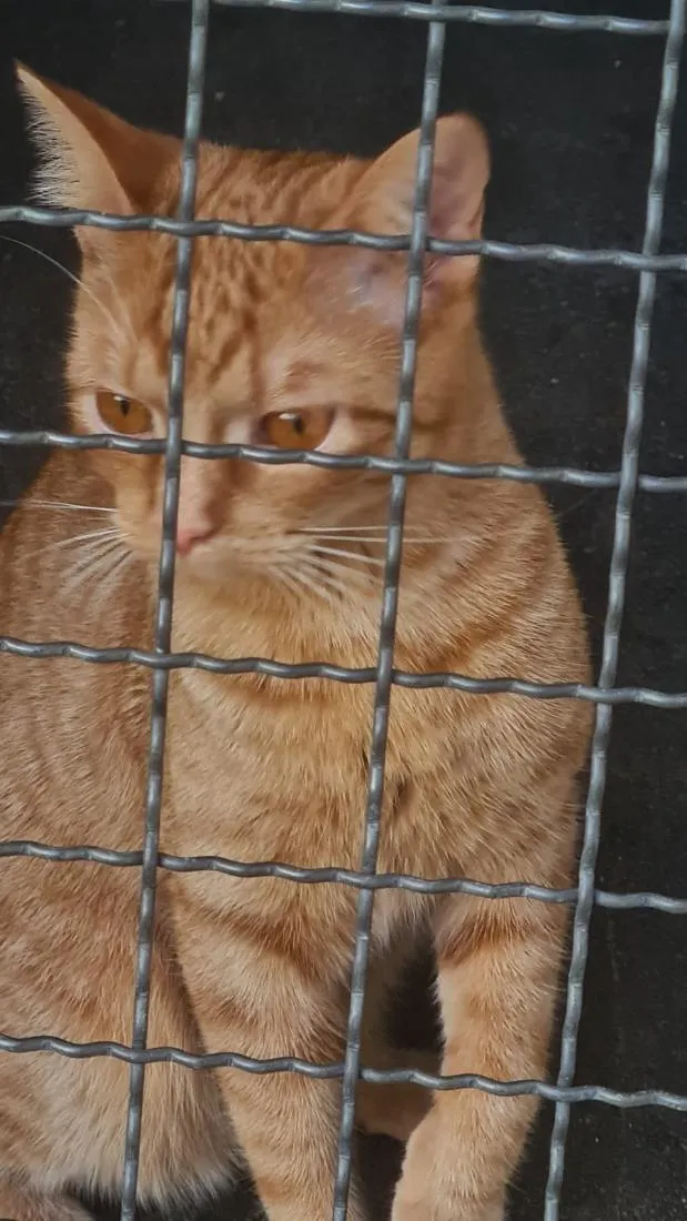 Gato raça SRD-ViraLata idade 7 a 11 meses nome Sol