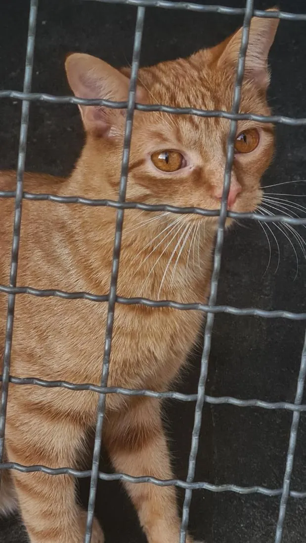 Gato raça SRD-ViraLata idade 7 a 11 meses nome Sol