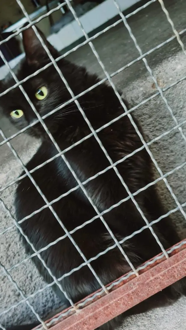 Gato raça SRD-ViraLata idade 2 anos nome Mocca