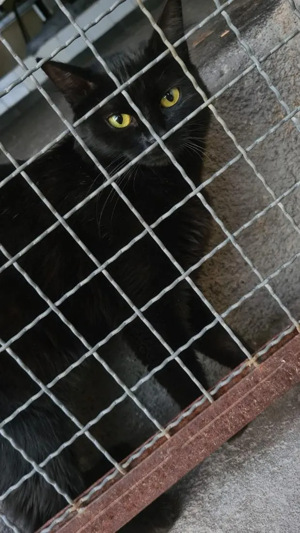 Gato raça SRD-ViraLata idade 2 anos nome Mocca