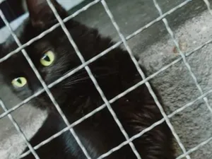 Gato raça SRD-ViraLata idade 2 anos nome Mocca
