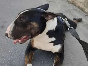 Cachorro raça Bull Terrier idade 4 anos nome Floc