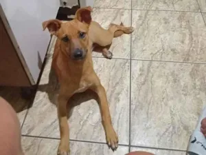 Cachorro raça SRD-ViraLata idade 1 ano nome Jade