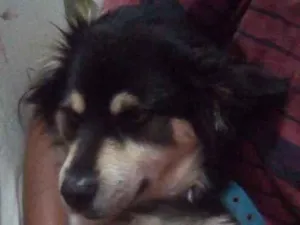 Cachorro raça SRD-ViraLata idade 6 ou mais anos nome Beethoven