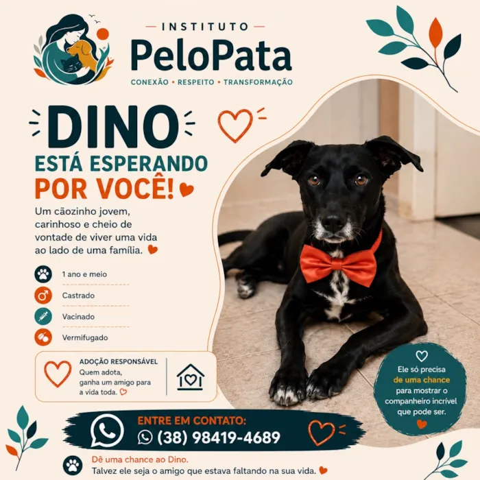 Cachorro raça SRD-ViraLata idade 1 ano nome Dino