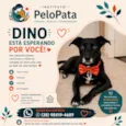 Dino