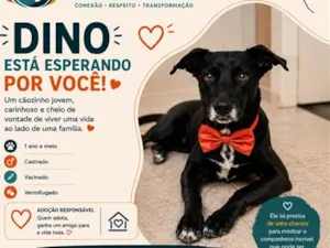 Cachorro raça SRD-ViraLata idade 1 ano nome Dino
