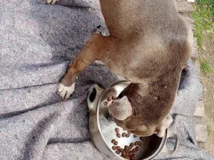 Cachorro raça Pit-Bull idade 3 anos nome Nina