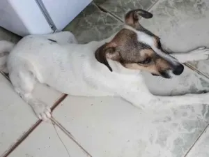 Cachorro raça SRD-ViraLata idade 2 a 6 meses nome nick