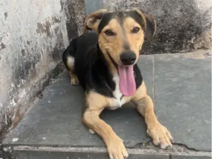 Cachorro raça SRD-ViraLata idade 2 anos nome Bob