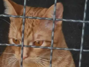 Gato raça SRD-ViraLata idade 7 a 11 meses nome Sol