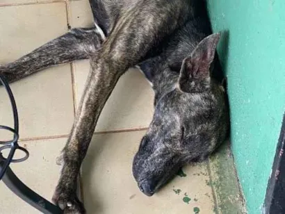 Cachorro raça SRD-ViraLata idade 6 ou mais anos nome Rajadinho