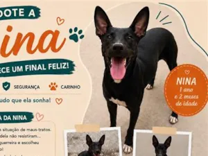 Cachorro raça SRD-ViraLata idade 1 ano nome Nina
