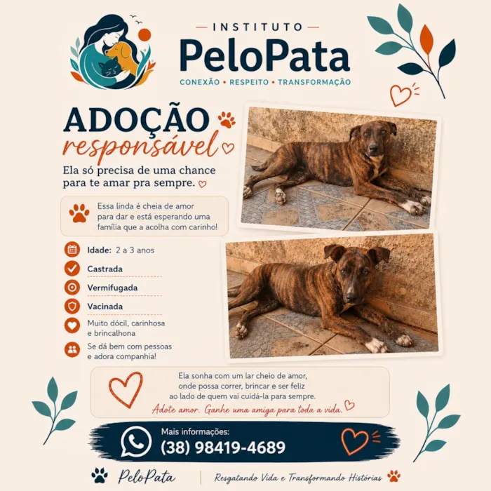 Cachorro raça SRD-ViraLata idade 2 anos nome Rajada