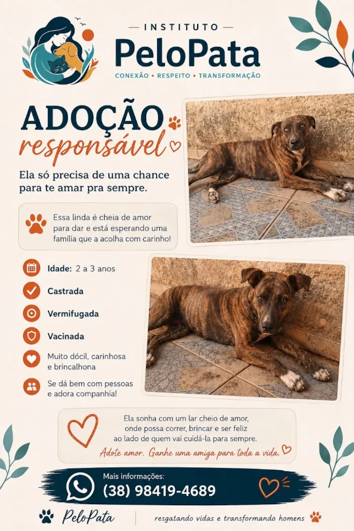 Cachorro raça SRD-ViraLata idade 2 anos nome Rajada