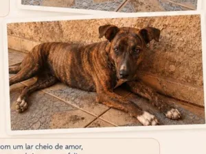 Cachorro raça SRD-ViraLata idade 2 anos nome Rajada