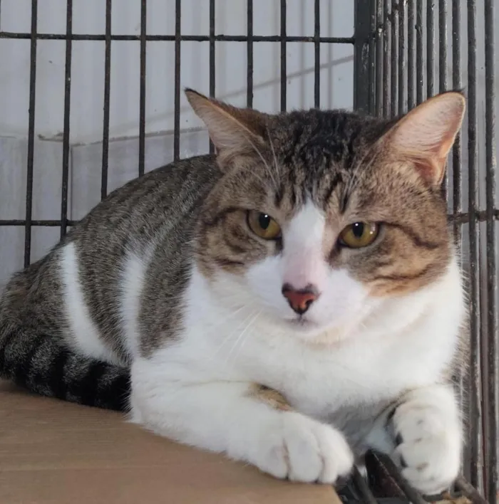 Gato raça SRD-ViraLata idade 1 ano nome Lindão