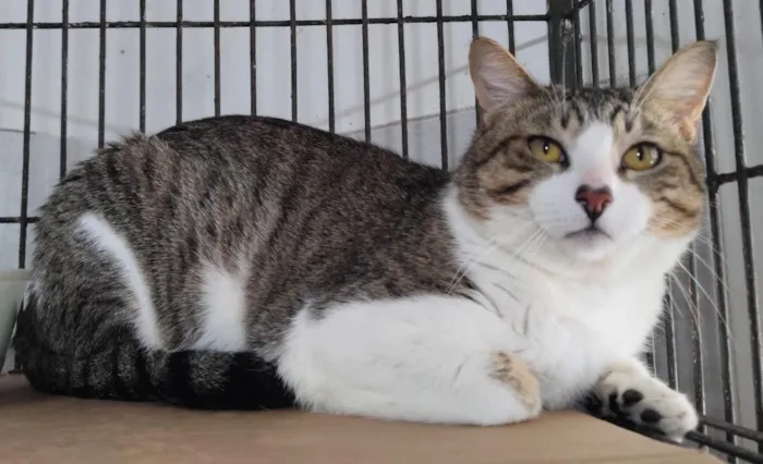 Gato raça SRD-ViraLata idade 1 ano nome Lindão