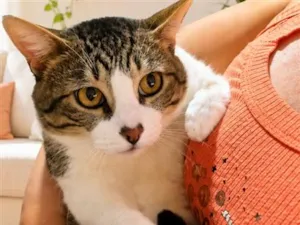 Gato raça SRD-ViraLata idade 1 ano nome Lindão