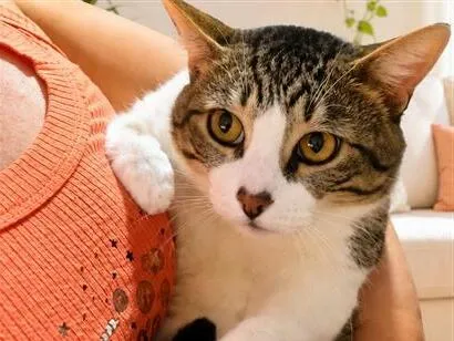 Gato raça SRD-ViraLata idade 1 ano nome Lindão