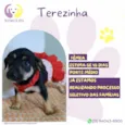 Terezinha