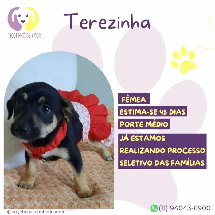 Cachorro raça SRD-ViraLata idade 2 a 6 meses nome Terezinha
