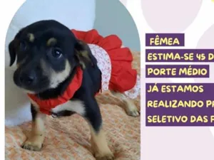 Cachorro raça SRD-ViraLata idade 2 a 6 meses nome Terezinha