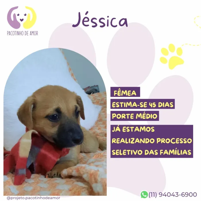 Cachorro raça SRD-ViraLata idade Abaixo de 2 meses nome Jéssica