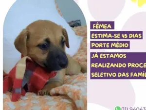 Cachorro raça SRD-ViraLata idade Abaixo de 2 meses nome Jéssica